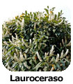 Lauroceraso